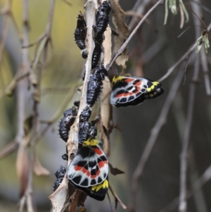 Delias harpalyce at Acton, ACT - 23 Oct 2023