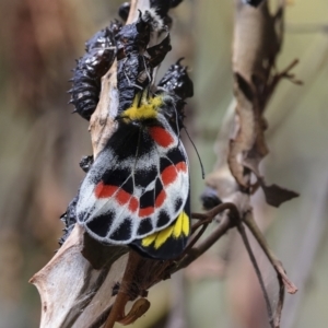 Delias harpalyce at Acton, ACT - 23 Oct 2023 09:17 AM