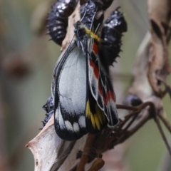 Delias harpalyce at Acton, ACT - 23 Oct 2023 09:17 AM