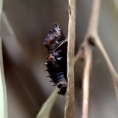 Delias harpalyce at Acton, ACT - 23 Oct 2023 09:17 AM