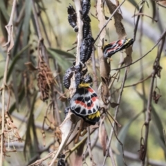 Delias harpalyce at Acton, ACT - 23 Oct 2023 09:17 AM