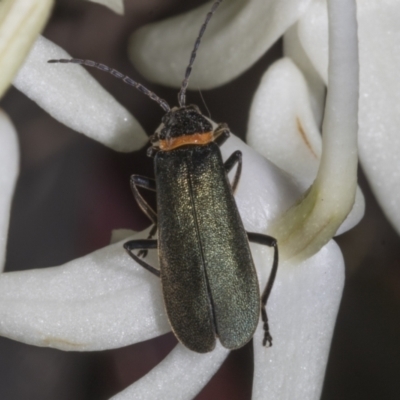 Chauliognathus lugubris (Plague Soldier Beetle) at ANBG - 22 Oct 2023 by AlisonMilton