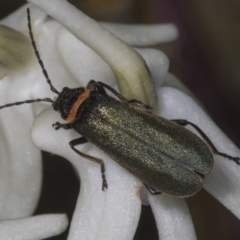 Chauliognathus lugubris at Canberra Central, ACT - 23 Oct 2023