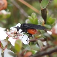 Empididae sp. (family) (Dance fly) at Rugosa - 4 Nov 2023 by HelenCross