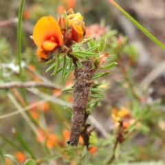 Conoeca guildingi (A case moth) at Yass River, NSW - 3 Nov 2023 by HelenCross