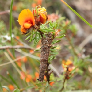 Conoeca guildingi at Rugosa - 4 Nov 2023