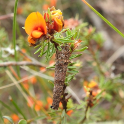 Conoeca guildingi (A case moth) at Yass River, NSW - 4 Nov 2023 by HelenCross