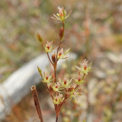 Juncus remotiflorus (Diffuse Rush) at Yass River, NSW - 4 Nov 2023 by HelenCross