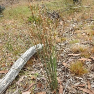 Juncus remotiflorus at Yass River, NSW - 4 Nov 2023