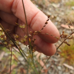 Juncus remotiflorus at Yass River, NSW - 4 Nov 2023