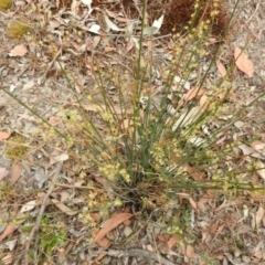 Juncus remotiflorus at Yass River, NSW - 4 Nov 2023