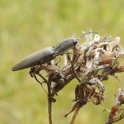 Elateridae (family) (Unidentified click beetle) at Yass River, NSW - 4 Nov 2023 by HelenCross