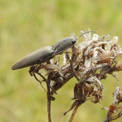 Elateridae sp. (family) (Unidentified click beetle) at Rugosa - 3 Nov 2023 by HelenCross