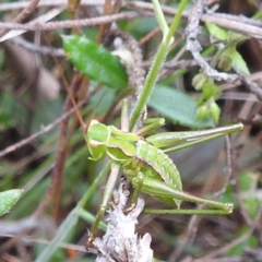 Unidentified Katydid (Tettigoniidae) at Yass River, NSW - 4 Nov 2023 by HelenCross