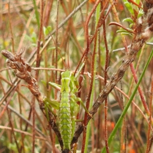 Chlorodectes sp. (genus) at Rugosa - 4 Nov 2023