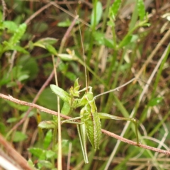 Chlorodectes sp. (genus) at Rugosa - 4 Nov 2023