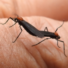 Bibio superfluus (Garden maggot) at Yass River, NSW - 4 Nov 2023 by HelenCross