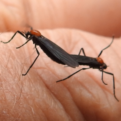 Bibio superfluus (Garden maggot) at Yass River, NSW - 4 Nov 2023 by HelenCross