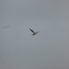 Elanus axillaris (Black-shouldered Kite) at Mount Mugga Mugga - 4 Nov 2023 by Mike