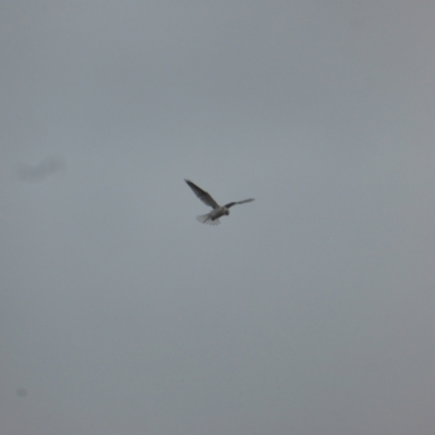 Elanus axillaris (Black-shouldered Kite) at Mount Mugga Mugga - 4 Nov 2023 by Mike
