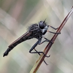 Cerdistus sp. (genus) (Yellow Slender Robber Fly) at Yass River, NSW - 4 Nov 2023 by HelenCross