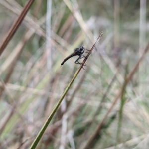 Cerdistus sp. (genus) at Yass River, NSW - 4 Nov 2023