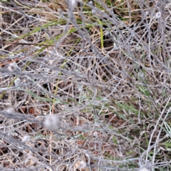 Calocephalus citreus (Lemon Beauty Heads) at Mount Majura - 4 Nov 2023 by abread111