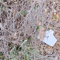 Calocephalus citreus at Watson, ACT - 4 Nov 2023 04:51 PM