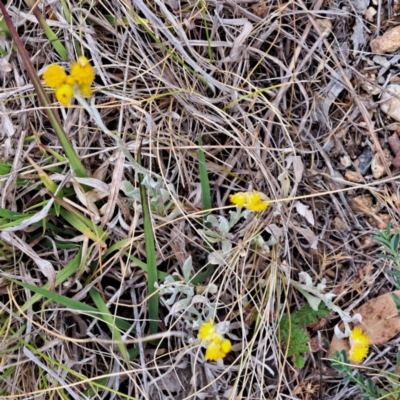 Chrysocephalum apiculatum (Common Everlasting) at Mount Majura - 4 Nov 2023 by abread111