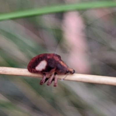 Gonipterus pulverulentus (Eucalyptus weevil) at Rugosa - 4 Nov 2023 by HelenCross