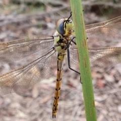 Hemicordulia tau (Tau Emerald) at Yass River, NSW - 4 Nov 2023 by SenexRugosus