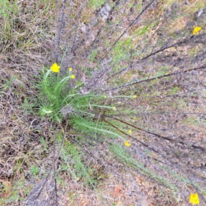 Chrysocephalum semipapposum at Watson, ACT - 4 Nov 2023