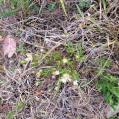 Vittadinia muelleri (Narrow-leafed New Holland Daisy) at Mount Majura - 4 Nov 2023 by abread111
