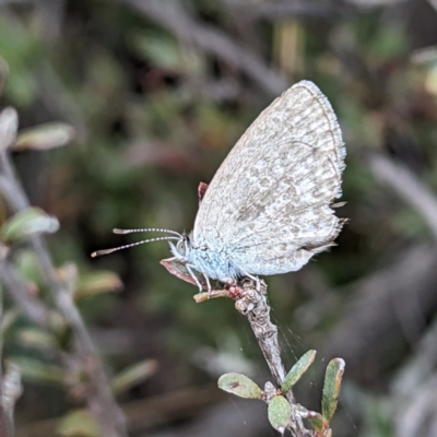 Zizina otis (Common Grass-Blue) at Rugosa - 4 Nov 2023 by HelenCross