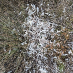 Tyto alba at Yass River, NSW - 4 Nov 2023 02:16 PM