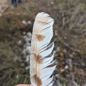 Tyto alba at Yass River, NSW - 4 Nov 2023 02:16 PM