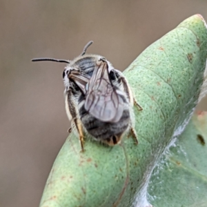 Lasioglossum (Chilalictus) sp. (genus & subgenus) at Yass River, NSW - 4 Nov 2023