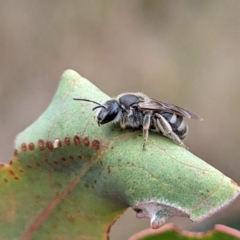 Lasioglossum (Chilalictus) sp. (genus & subgenus) at Yass River, NSW - 4 Nov 2023 11:51 AM