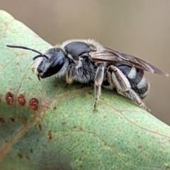 Lasioglossum (Chilalictus) sp. (genus & subgenus) at Yass River, NSW - 4 Nov 2023 11:51 AM