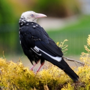 Corvus mellori at Cooma, NSW - 4 Nov 2023