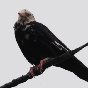 Corvus mellori at Cooma, NSW - 4 Nov 2023