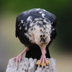 Corvus mellori at Cooma, NSW - 4 Nov 2023