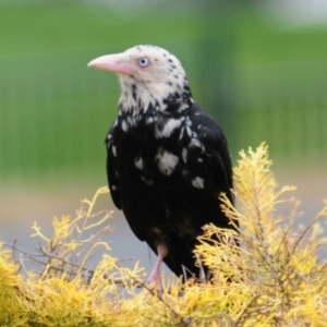 Corvus mellori at Cooma, NSW - 4 Nov 2023 08:15 AM