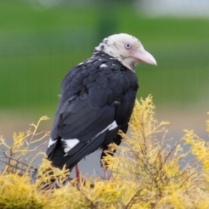 Corvus mellori at Cooma, NSW - 4 Nov 2023