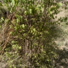 Celtis australis (Nettle Tree) at Cooma, NSW - 31 Oct 2023 by MichaelMulvaney