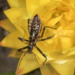 Pristhesancus plagipennis (Bee Killer Assassin Bug) at Belconnen, ACT - 29 Oct 2023 by AlisonMilton