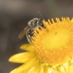 Lasioglossum (Chilalictus) lanarium (Halictid bee) at Pinnacle NR (PIN) - 29 Oct 2023 by AlisonMilton