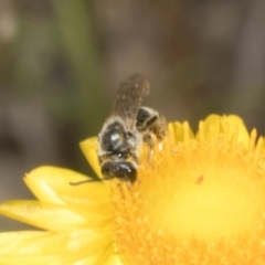 Lasioglossum (Chilalictus) lanarium at Belconnen, ACT - 30 Oct 2023 09:56 AM