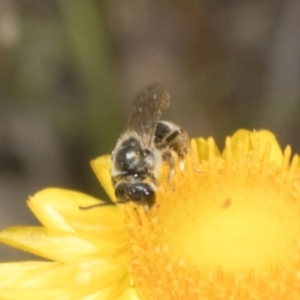 Lasioglossum (Chilalictus) lanarium at Belconnen, ACT - 30 Oct 2023