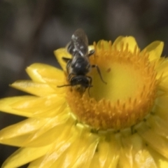 Lasioglossum (Chilalictus) lanarium at Belconnen, ACT - 30 Oct 2023 09:56 AM